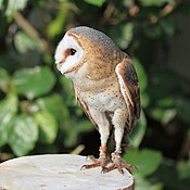 Tyto alba -Kakegawa Kacho-en, Kakegawa, Shizuoka, Japan-8b.jpg