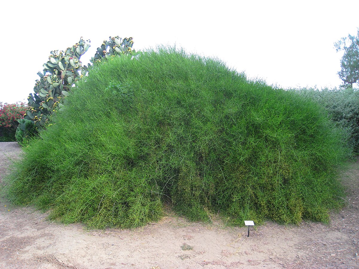 Бок-чой (Brassica rapa subsp. chinensis) - PictureThis