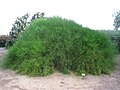 丸い樹形のものEphedra californica