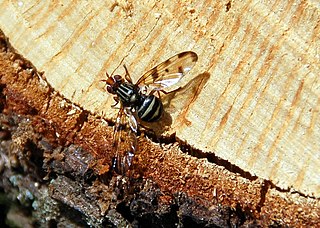 Otitinae Subfamily of flies