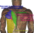 Thumbnail for Triangle of auscultation