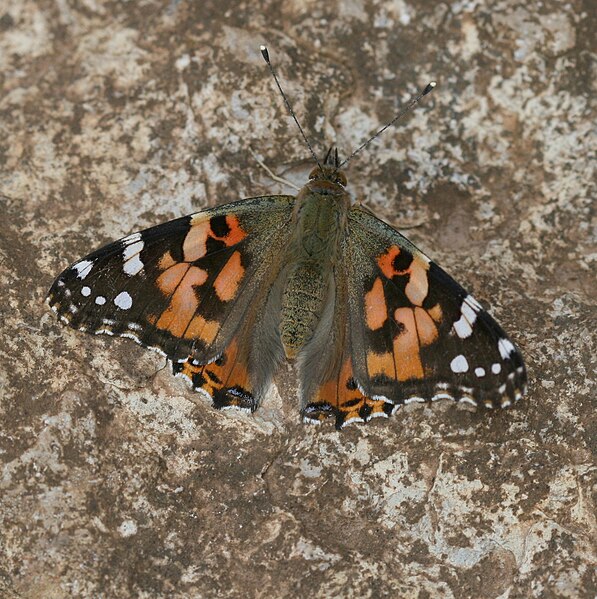 File:Vanessa cardui4.jpg