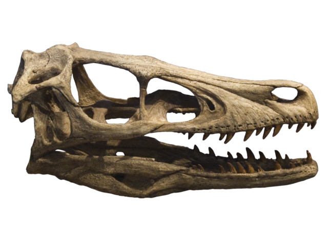 Rèplica d'un crani de Velociraptor mongoliensis