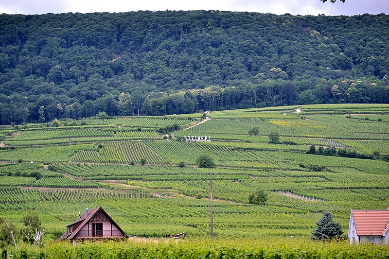 L’Orée des Vignes, visite de cave à Pfaffenheim en Alsace
