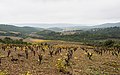 * Nomination Vineyards in Cessenon-sur-Orb, Hérault, France. --Christian Ferrer 07:45, 26 November 2015 (UTC) * Promotion Good quality. --Ralf Roletschek 08:11, 1 December 2015 (UTC)