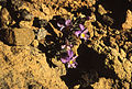 Viola cheiranthifolia shot on the slopes of Pico de Teide in 1994