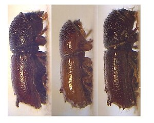 Example from left to right: male of Pityogenes calcaratus, P. calcographus, P. conjunctus, Imago.
