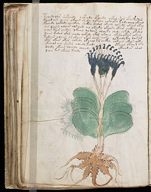 Voynich Manuscript (100).jpg