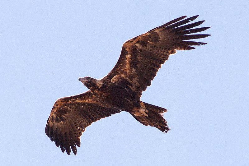 File:Wedge-tailed Eagle.jpg