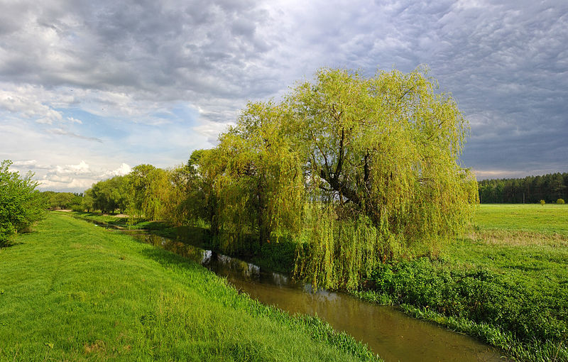 File:Weeping Willows in Zolotonosha.jpg