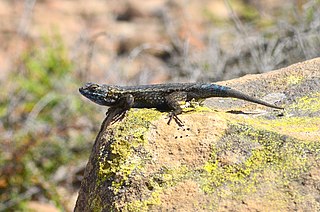 <i>Sceloporus becki</i> Species of lizard