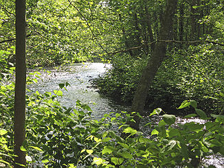 Whippany River in the Frelinghuysen Arboretum