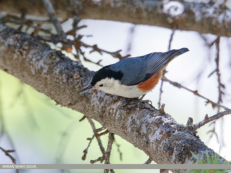 File:White-cheeked Nuthatch (Sitta leucopsis) (48553353856).jpg