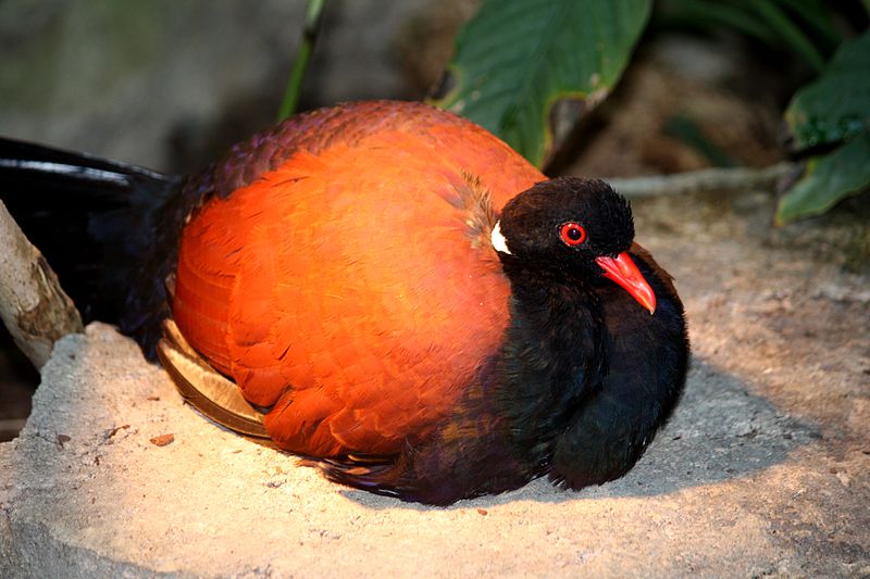 File:WhiteNapedPhesantPigeon OtidiphapsNobilisAruensis.jpg