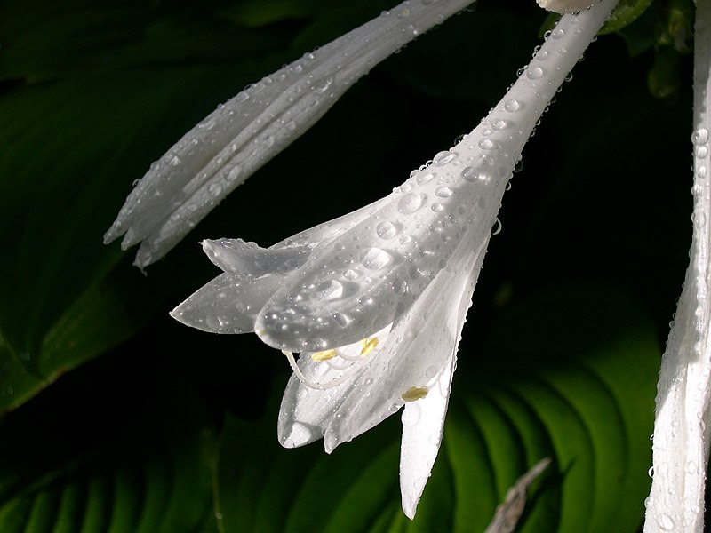 File:White Hosta Flower.JPG