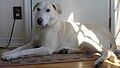 A white Labrador Retriever hybrid. Just for my Teahouse profile on Wikipedia. February 17, 2014.