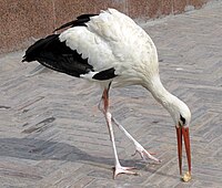 White stork, Tashkent Zoo (3926818978).jpg
