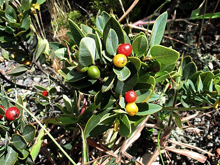 Tập_tin:Wikstroemia_phillyreifolia_(5179227365).jpg