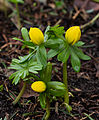 * Nomination Buds of the winter aconite (Eranthis hyemalis) Location, Garden Valley Reserve Jonker. Famberhorst 16:20, 2 March 2015 (UTC) * Promotion A bit tight on the bottom but ok for QI --Martin Kraft 17:18, 2 March 2015 (UTC)