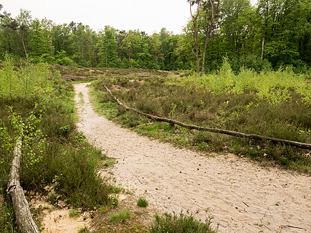 WittenbergenerHeide 07