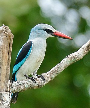 Halcyon Senegalensis: Specie di uccello