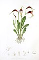 Masdevallia reichenbachiana plate in: Florence H. Woolward: The Genus Masdevallia, (1896)