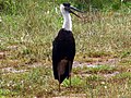 Wooly necked stork 2.jpg
