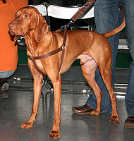 Vizsla is a short-coated hunting dog