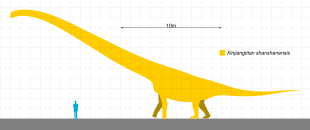 Xinjiangtitan Scale.svg