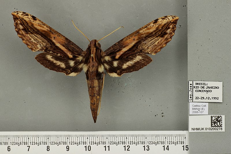 File:Xylophanes crenulata female, upperside. Brazil, Rio de Janeiro, Corcovado.jpg