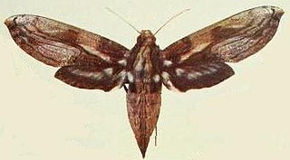 <i>Xylophanes media</i> Species of moth