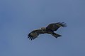 Yellow-billed kite (Milvus aegyptius parasitus) in flight Sao Tome.jpg