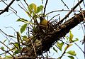 Yellow-footed Green Pigeon Treron phoenicoptera nest by Dr. Raju Kasambe (2).jpg