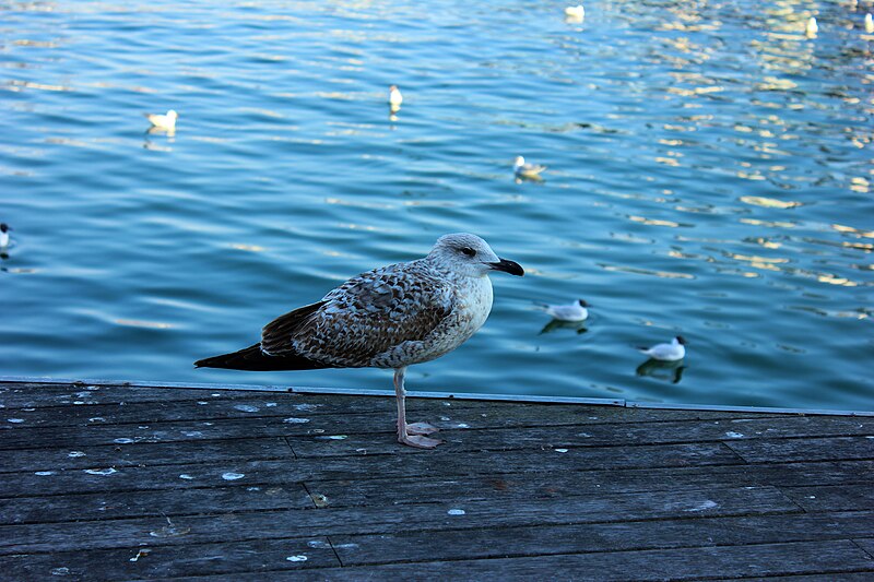 File:Yellow-legged Gull in Barcelona 7.jpg