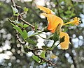 * Nomination Yellow Hibisco (Hibiscus) in 2023--Boaventuravinicius 23:35, 12 April 2023 (UTC) * Decline  Oppose Flower not exclusively in focus. --SHB2000 07:03, 15 April 2023 (UTC)