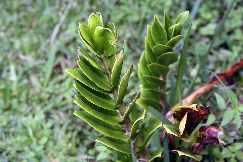 File:Zamioculcas zamiifolia 8zz.jpg