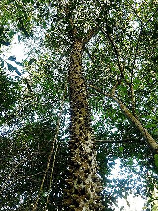 <i>Zanthoxylum davyi</i> Species of flowering plant