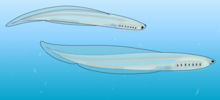 <i>Zhongxiniscus</i> Extinct genus of chordates