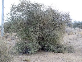 Ziziphus nummularia