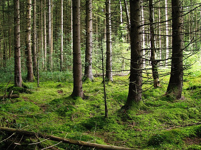 Forest south of Munich