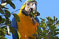 "arara-canindé" - Ara ararauna - se alimentando de frutos e sementes de jatobá - Hymenaea courbaril 20.jpg