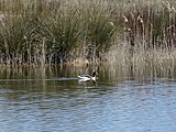 Català: El Remolar-Filipines o Pas de les Vaques (Baix Llobregat) (El Prat de Llobregat, Sant Boi de Llobregat, Viladecans). Desembocadures històriques de rius i rieres. This is a a photo of a wetland in Catalonia, Spain, with id: IZHC-08001104 Object location 41° 17′ 02.4″ N, 2° 03′ 54″ E  View all coordinates using: OpenStreetMap