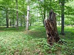 Černý les u Šilheřovic II. (2011)