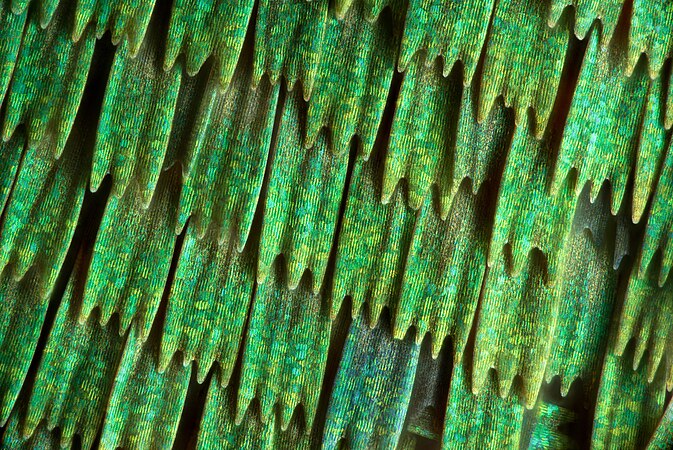 The structure of a butterfly's wing (Callophrys rubi), which consists of the so-called scales. Photo by Mikron86