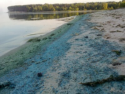 Синезелёные водоросли, высохшие на берегу Киевского водохранилища