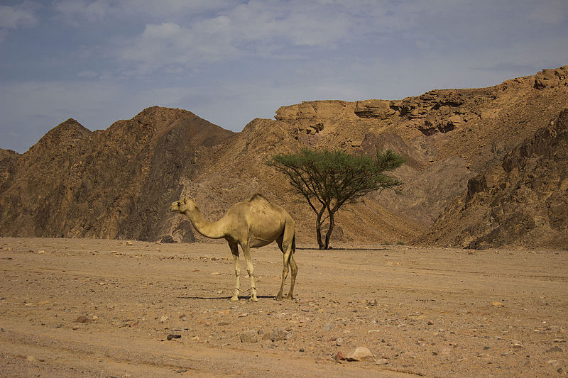 File:جمل في ديسكو تور.jpg