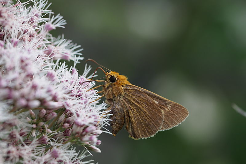 File:キバネセセリ (Bibasis aquilina) (15215660420).jpg