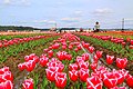 2019年5月8日 (水) 04:18時点における版のサムネイル