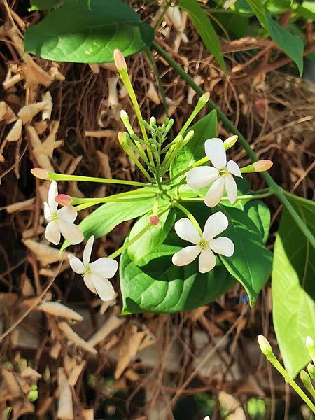 File:使君子Combretum indicum 20210523080843 21.jpg