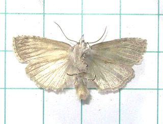 <i>Takapsestis wilemaniella</i> Species of false owlet moth